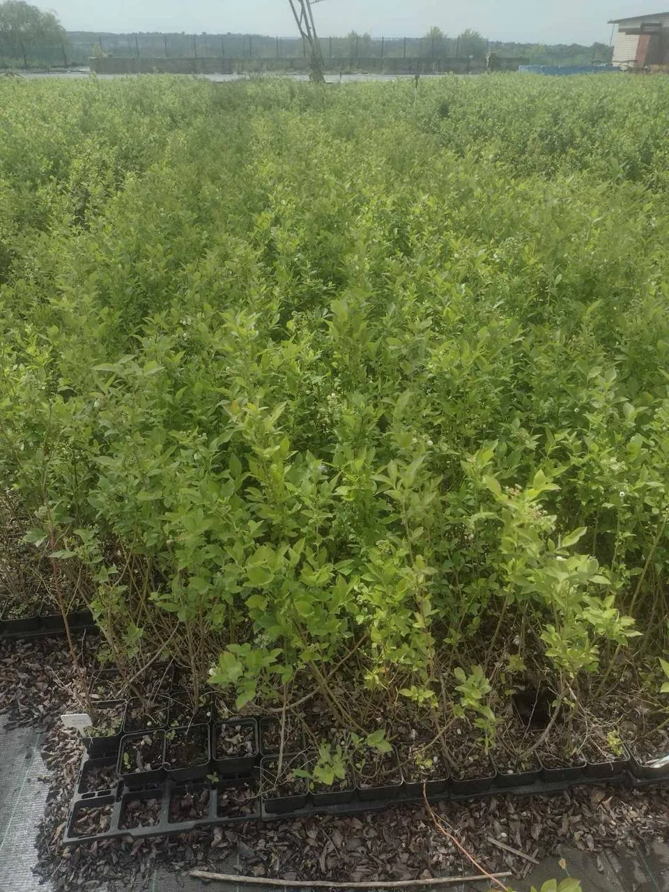 Саджанці лохини оптом із теплиць Канева
